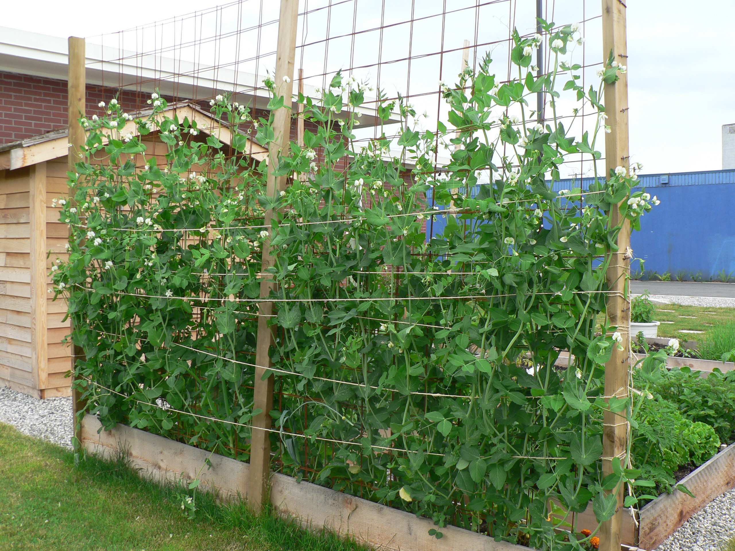 Growing Peas - Everything you need to know.