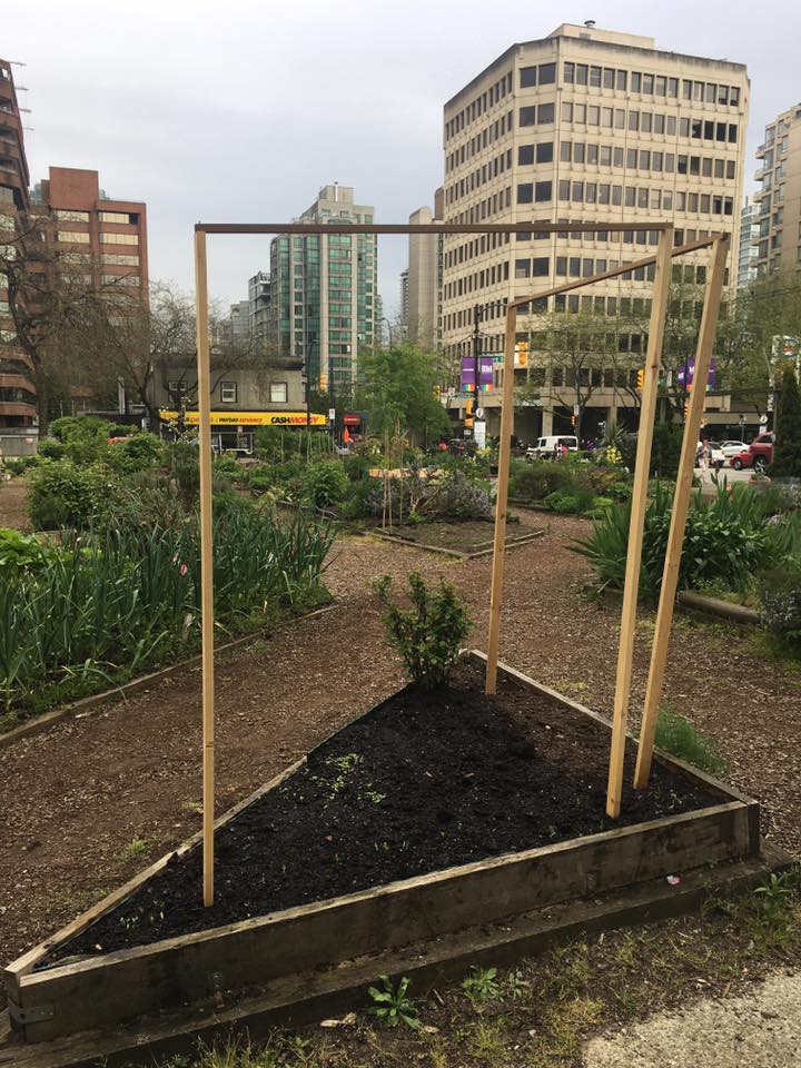 community garden 1