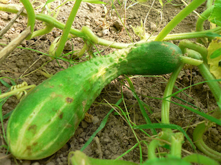 Garden pest control - cucumber