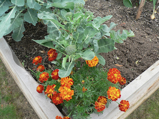 Marigold for Insect Pest Control