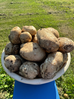 Harvesting Potatoes