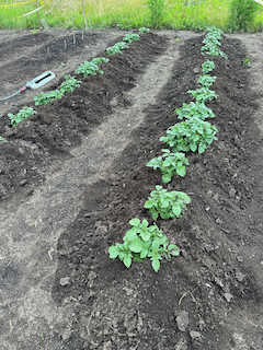 Soil rows