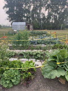 2024 vegetable garden