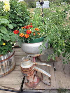 Old milk strainer for container vegetable gardening