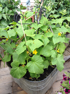 Old wash bins for containter gardening