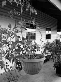 Hanging basket for tomato growing.