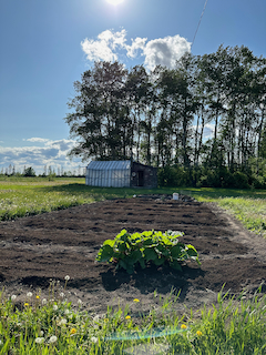 Choose the right site when growing vegetables