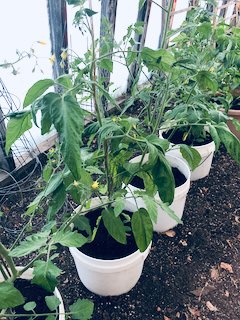 Growing Tomatoes in Containers