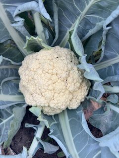 Cauliflower growing 2024