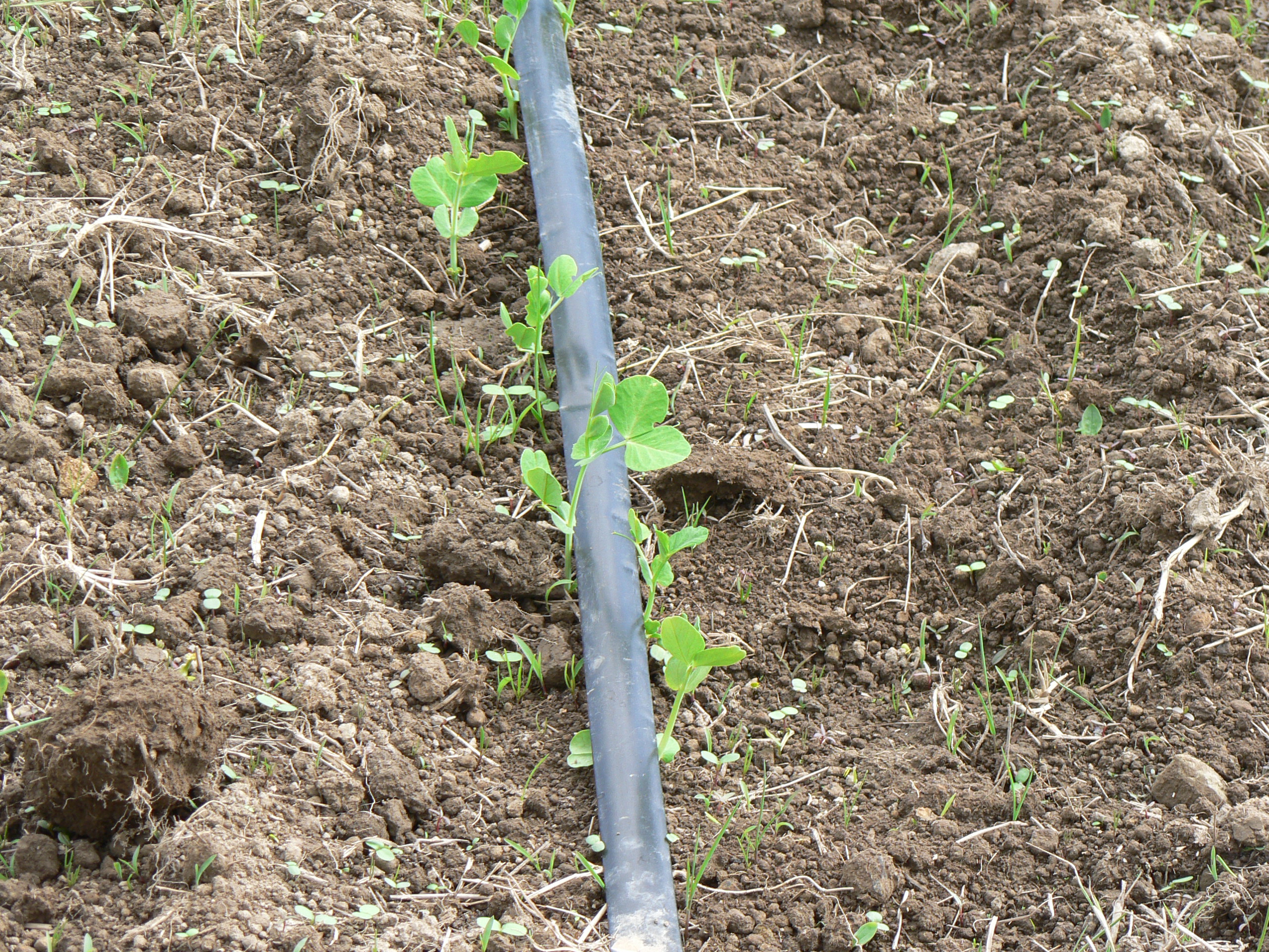 Drip Irrigation