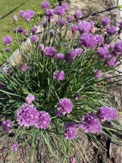 flowering chives for bees