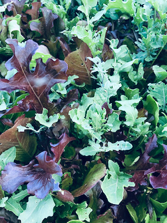 Lettuce grew in my Lasagna Garden