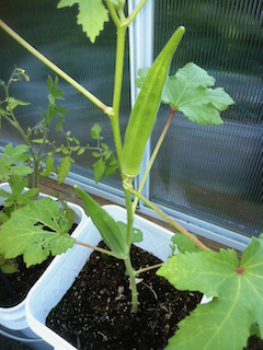 Okra growing in container