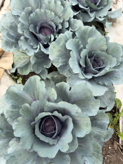 Red cabbage for fall gardening