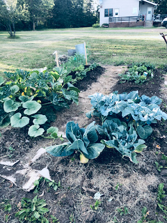 Successful Lasagna Garden