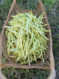 Harvested beans