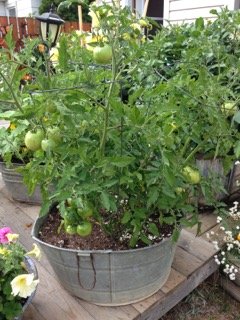 One of the a great container vegetables