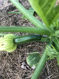 Zucchini successful in Lasagna Garden